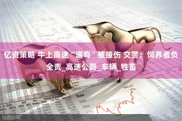 亿资策略 牛上高速“遛弯”被撞伤 交警：饲养者负全责_高速公路_车辆_牲畜